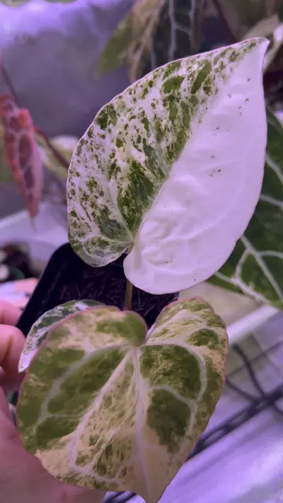 plant/ANTHURIUM PLATINUM ALBO  CRYSTAL-0-thumbnail