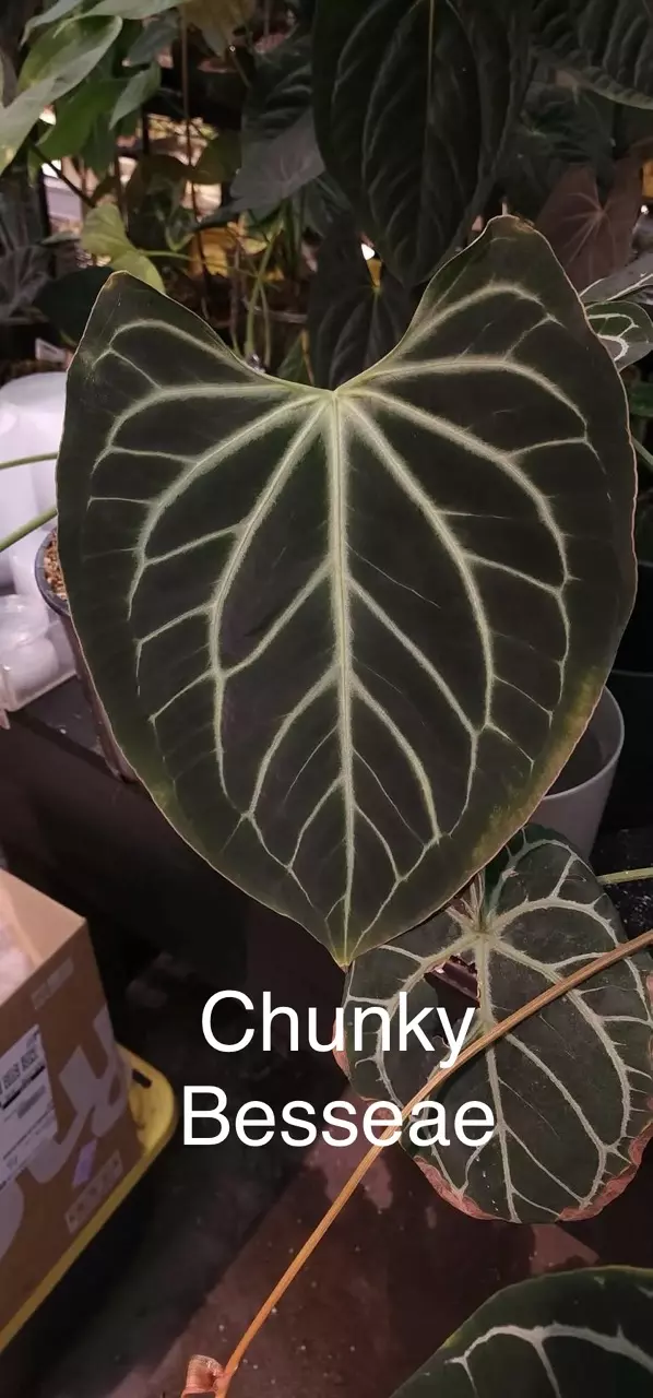 plant/Michelle F4 X Chunky Bess-0