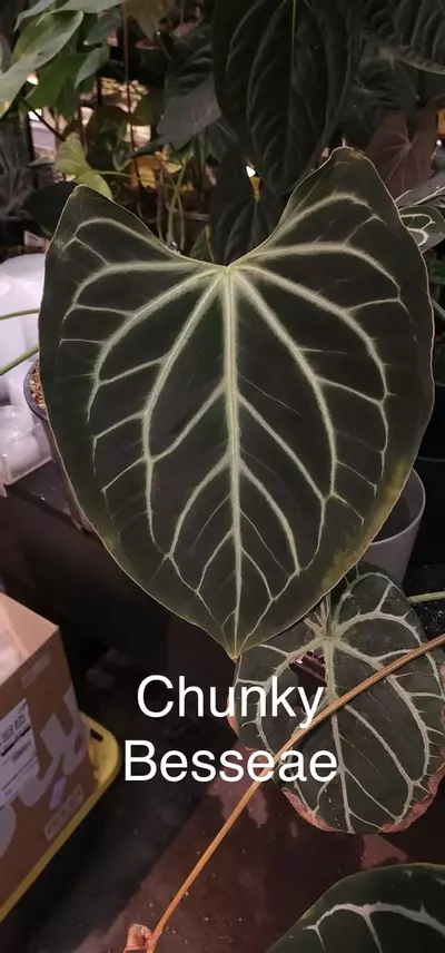 plant/Michelle F4 X Chunky Bess-0-thumbnail