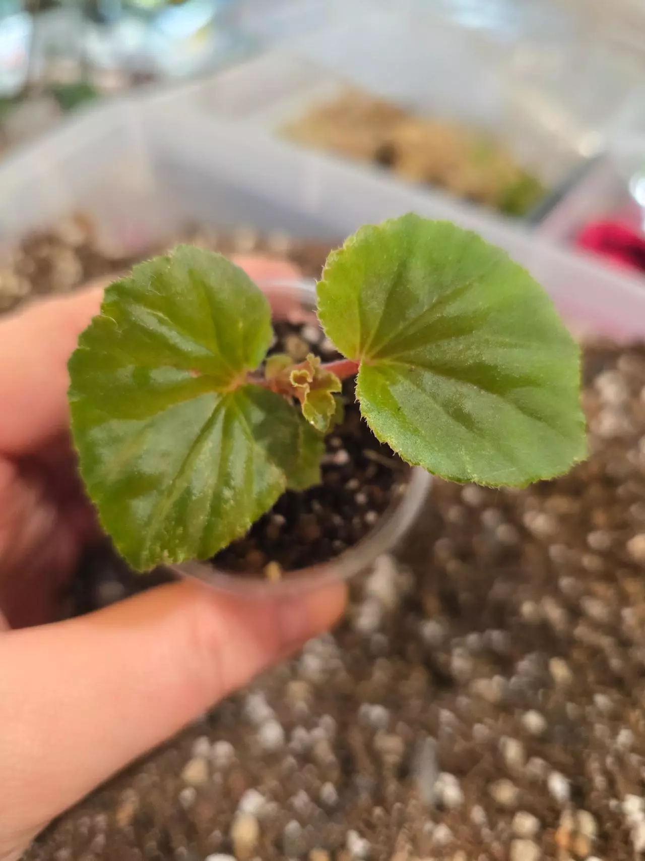 free_shipping/Begonia Cucullata Revert - grower's choice-1