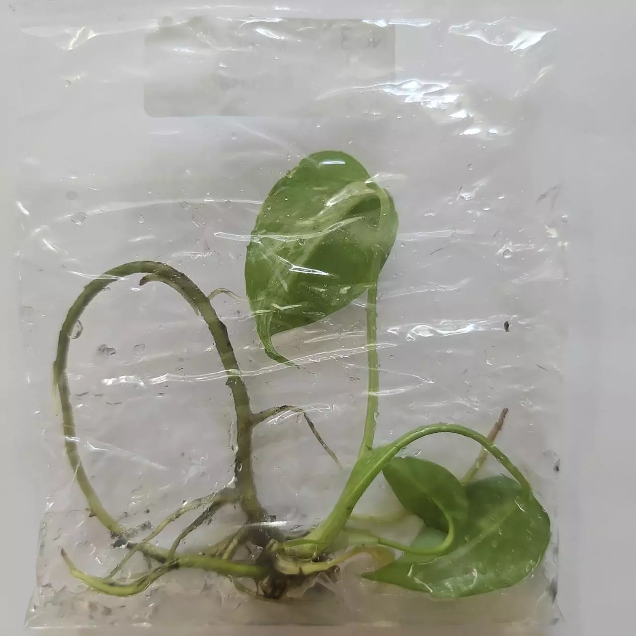 plant/Monstera Deliciosa Bulbasaur variegated tissue culture 2DayAir-0