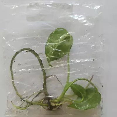 plant/Monstera Deliciosa Bulbasaur variegated tissue culture 2DayAir-0-thumbnail