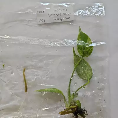 plant/Monstera Deliciosa Marilyn variegated tissue culture 2DayAir-1-thumbnail
