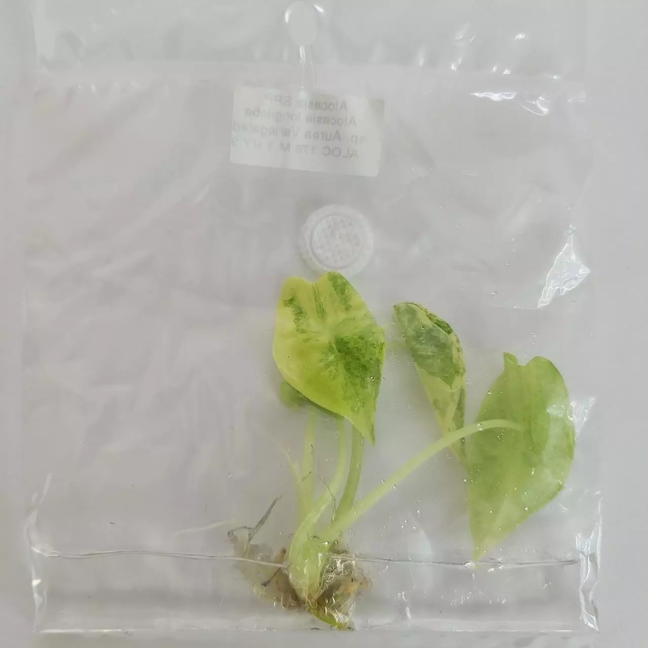 plant/Alocasia Longiloba Aurea Variegated tissue culture 2DayAir-0