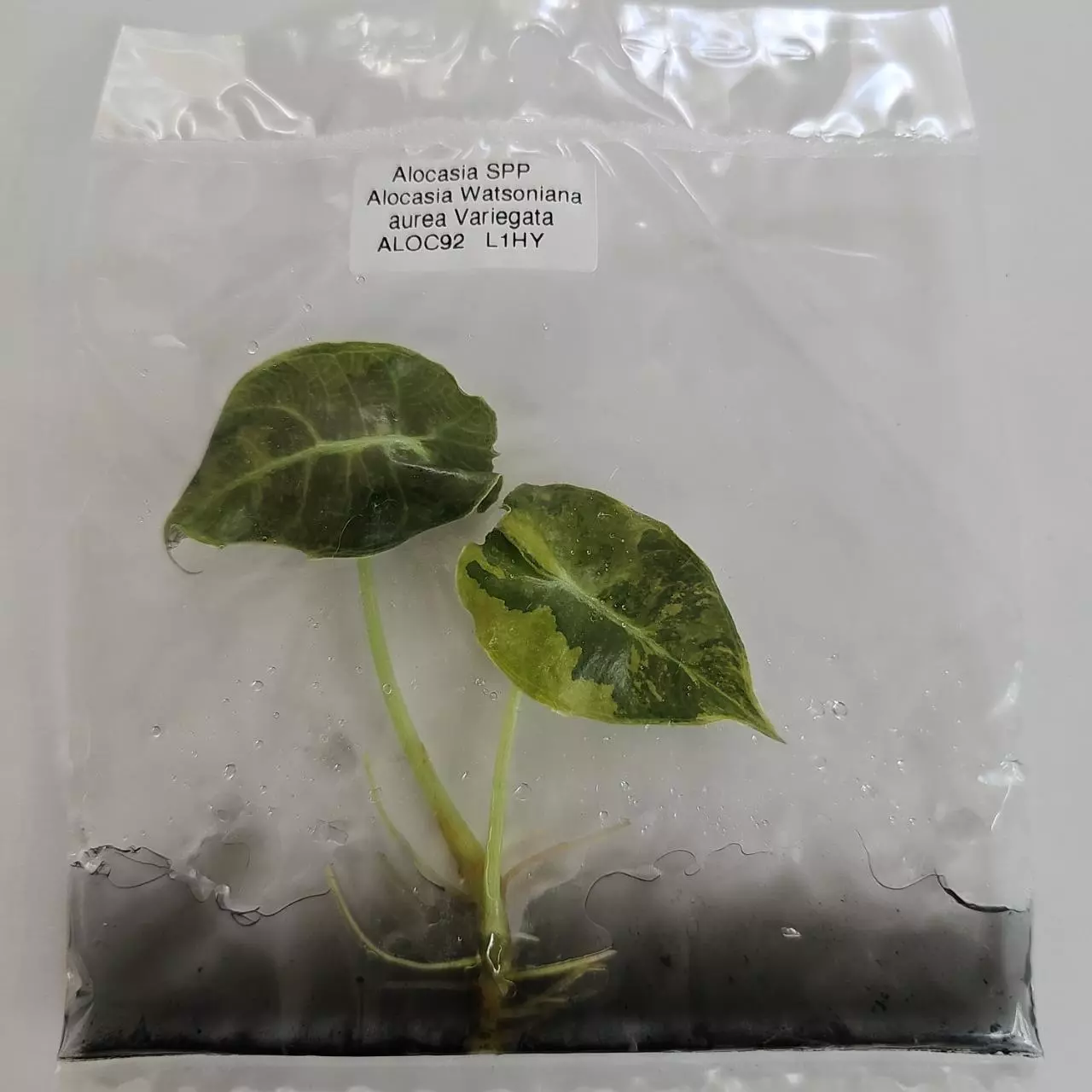 plant/Alocasia Watsoniana Aurea variegated tissue culture 2DayAir-1