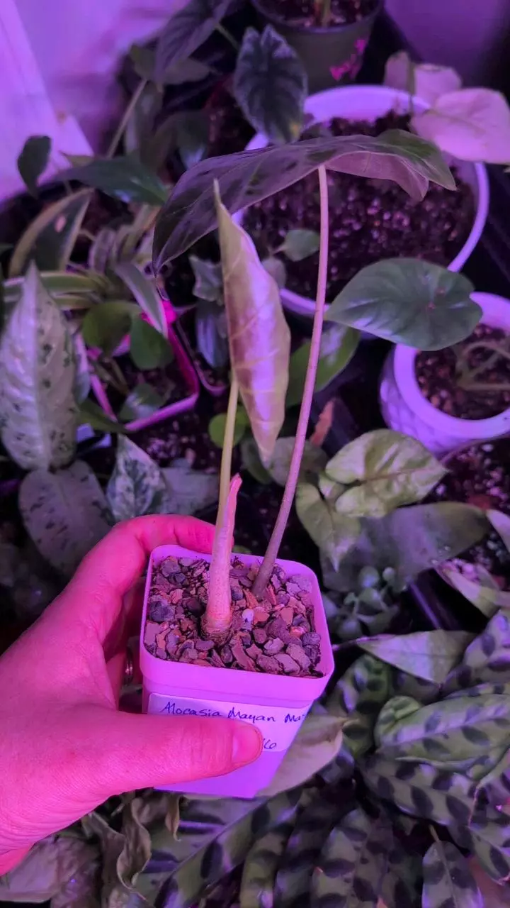 plant/Alocasia Mayan Mask-1