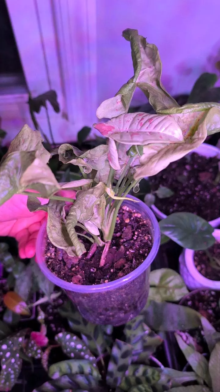 plant/Syngonium Milk Confetti-2