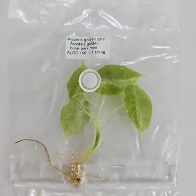 plant/Alocasia Golden Bone Pink Mint Variegated tissue culture 2DayAir-1-thumbnail