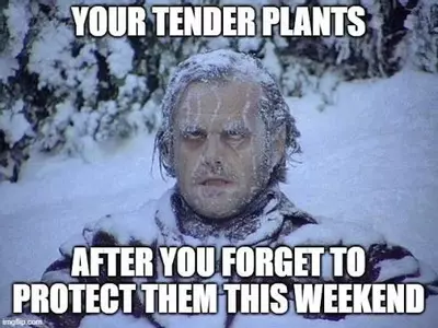 plant/Winter protection-0-thumbnail