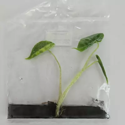plant/Alocasia Macrorrhiza Shock Treatment variegated tissue culture 2DayAir-0-thumbnail
