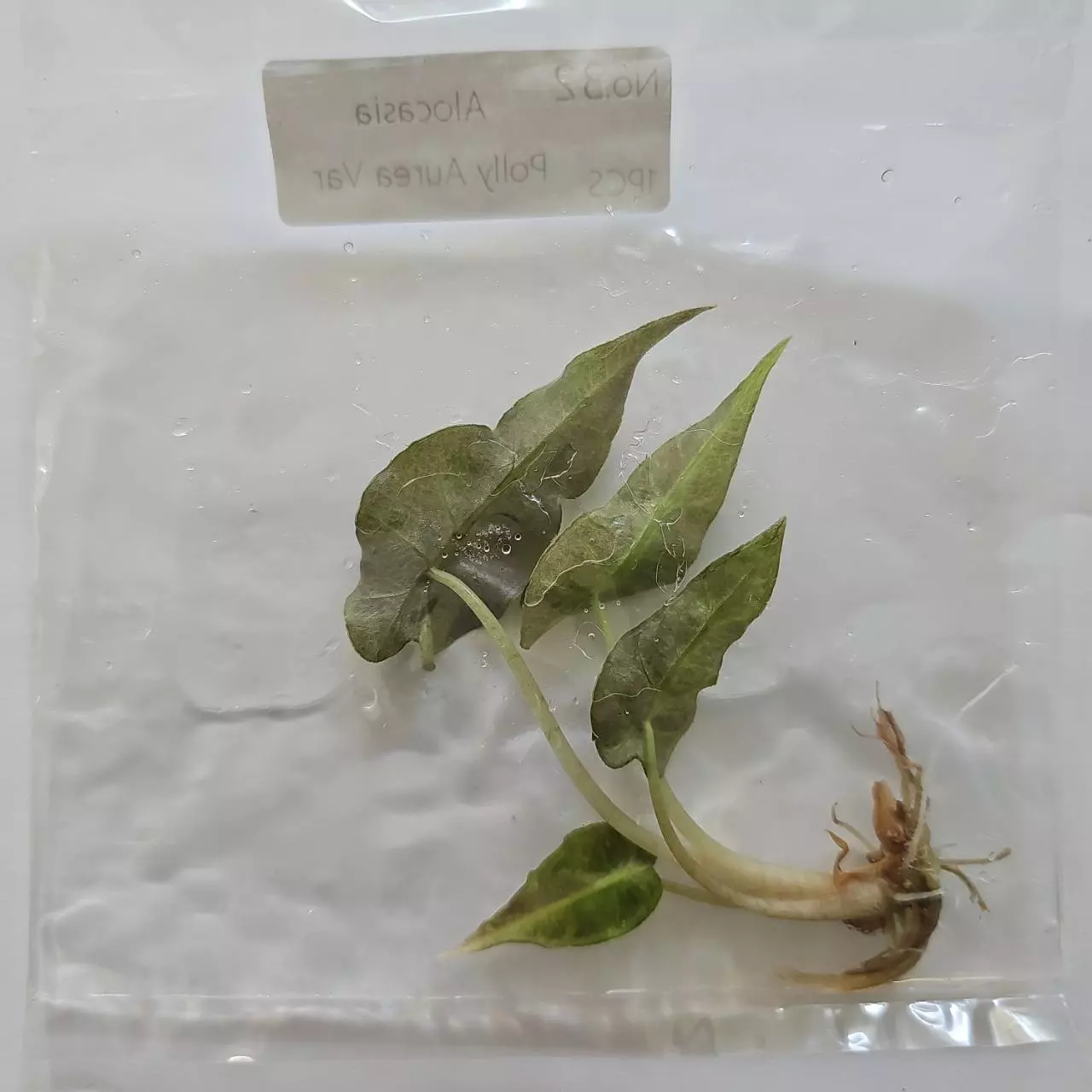 plant/Alocasia Polly Aurea variegated tissue culture 2DayAir-0