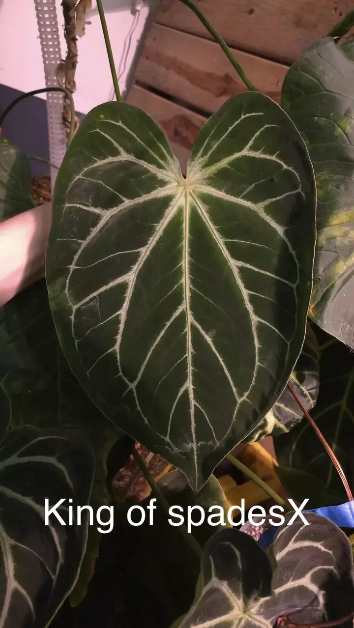 plant/Mr.WorldWide X KOSX-1