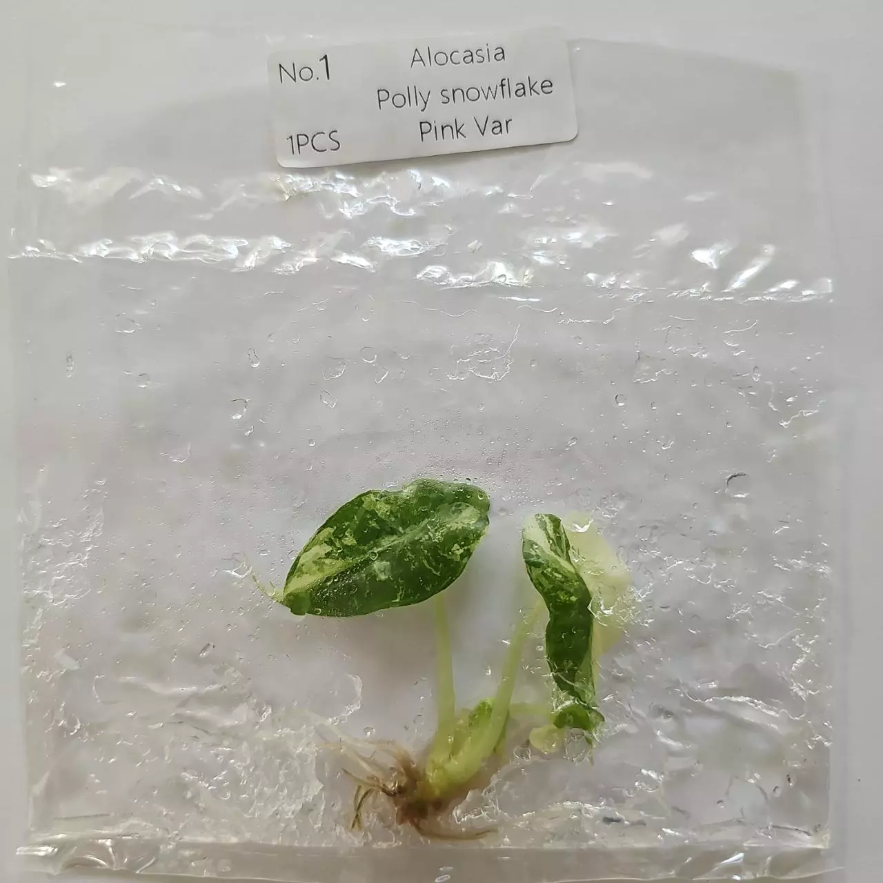 plant/Alocasia Polly Snowflake Pink variegated tissue culture 2DayAir-1