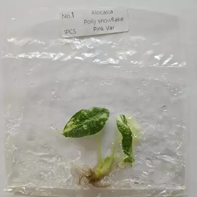 plant/Alocasia Polly Snowflake Pink variegated tissue culture 2DayAir-1-thumbnail