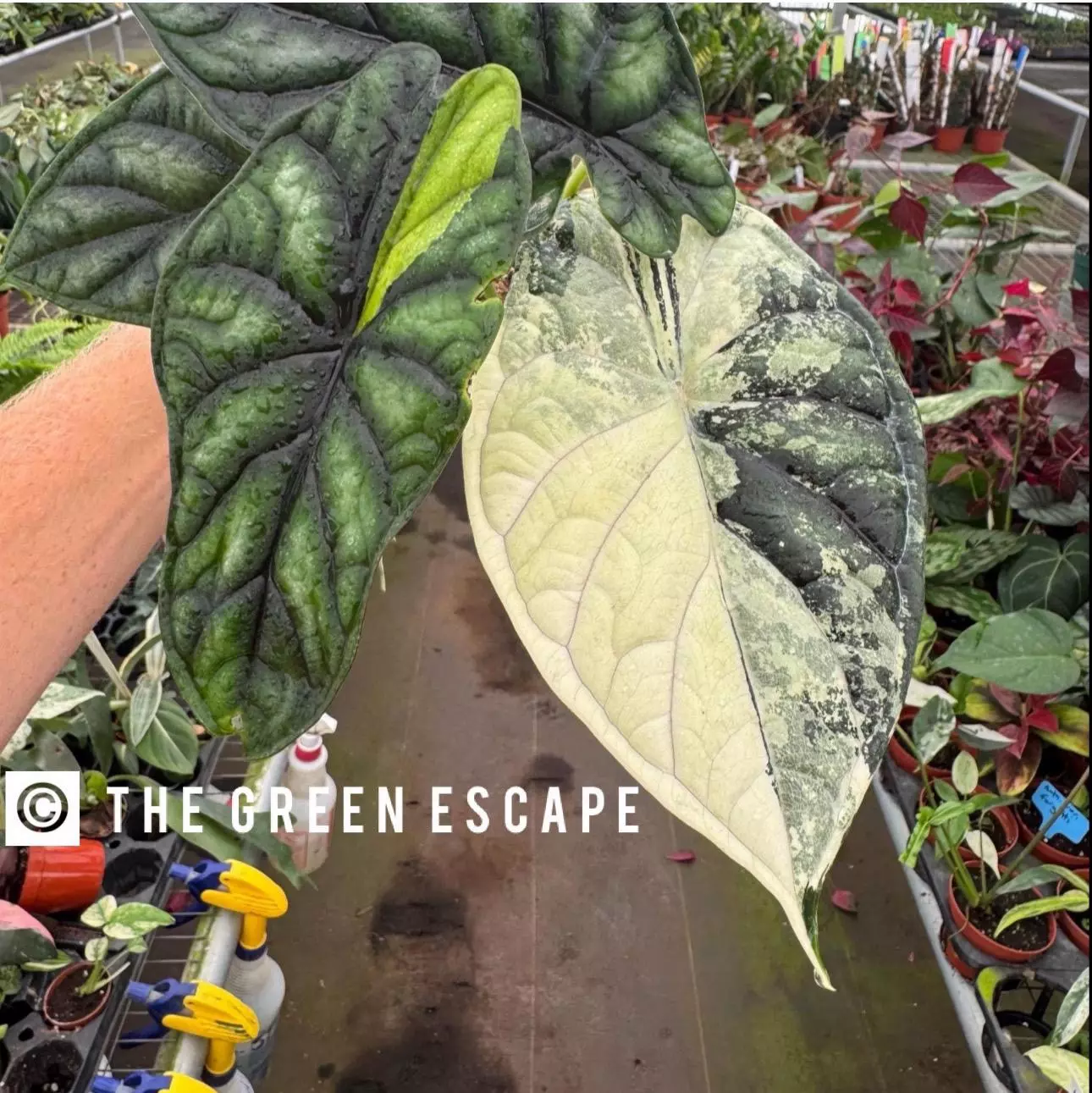 plant/alocasia dragon scale Albo 1 pack TC growers choice-0