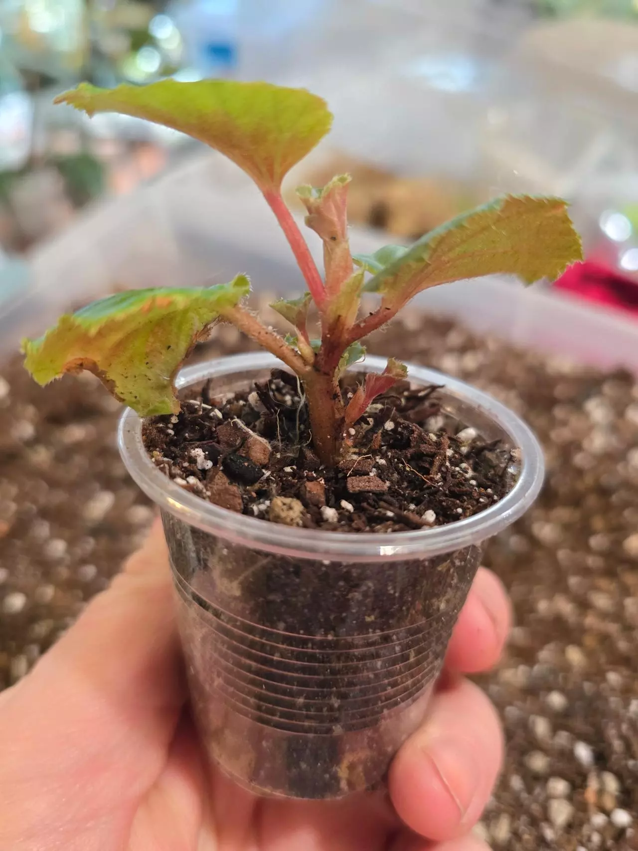 free_shipping/Begonia Cucullata Revert - grower's choice-2