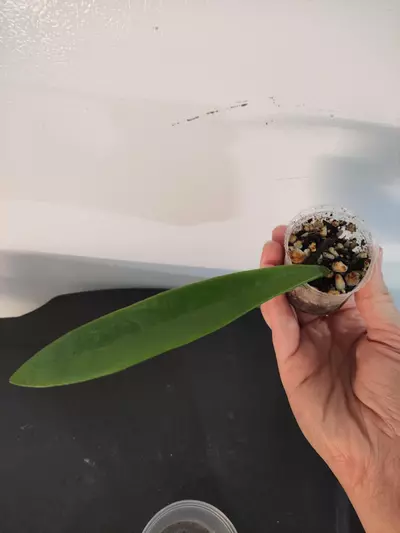 plant/Hoya Revolubilis-0-thumbnail