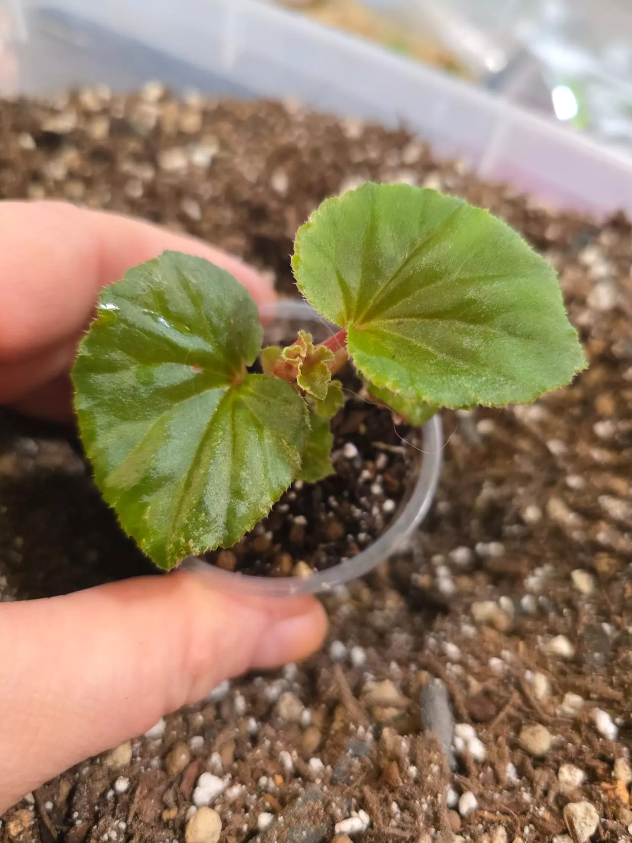 free_shipping/Begonia Cucullata Revert - grower's choice-0