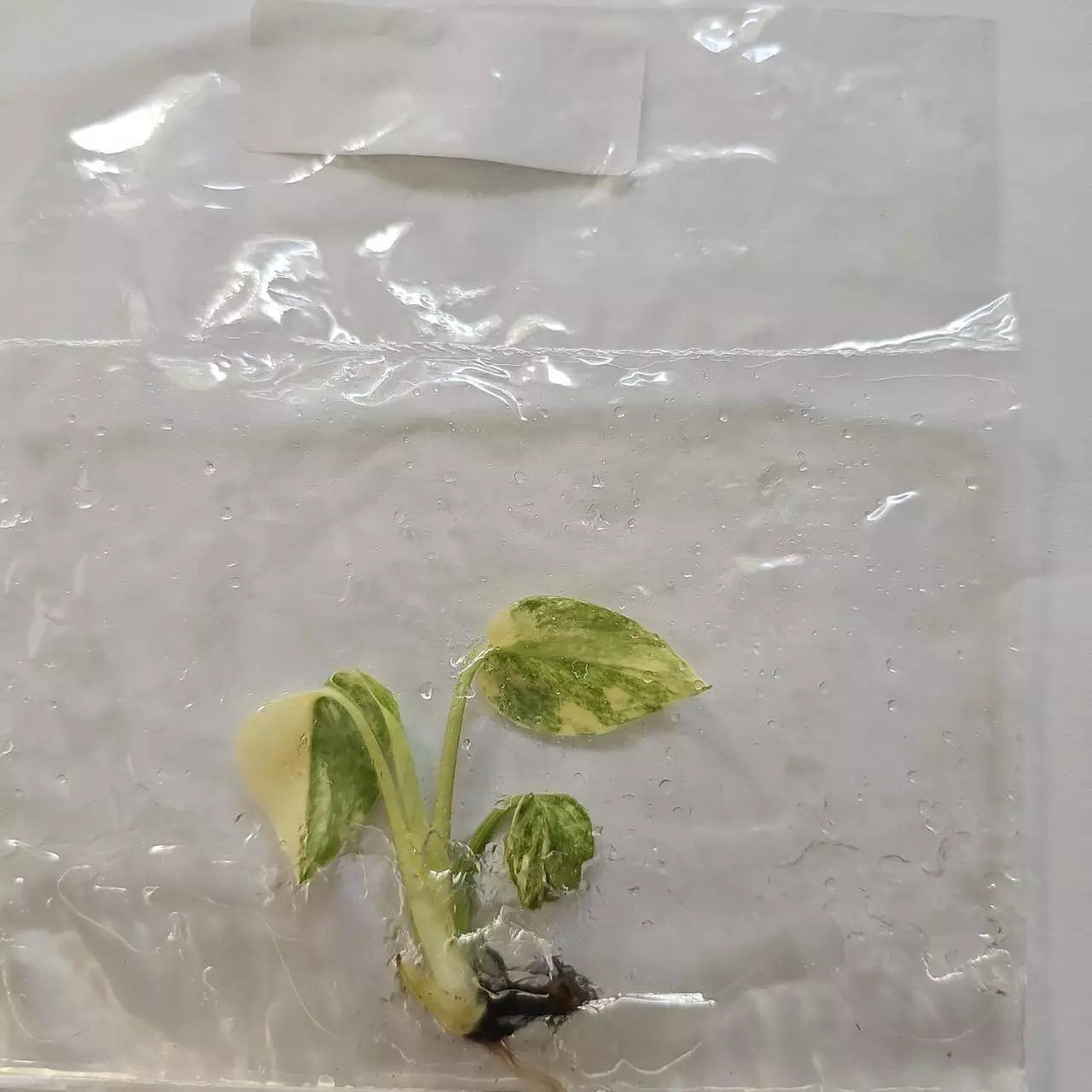 plant/Monstera Deliciosa Green Snow variegated tissue culture 2DayAir-0