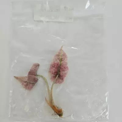plant/Alocasia Polly Mint Pink variegated tissue culture 2DayAir-0-thumbnail