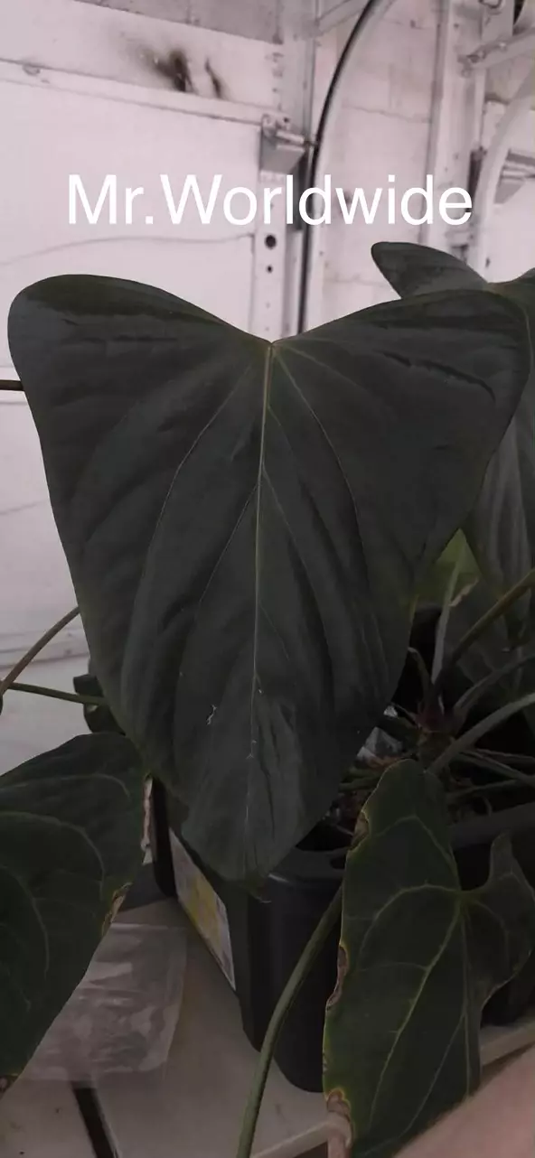 plant/Mr.Worldwide x Portilioi-0