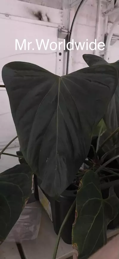 plant/Mr.Worldwide x Portilioi-0-thumbnail