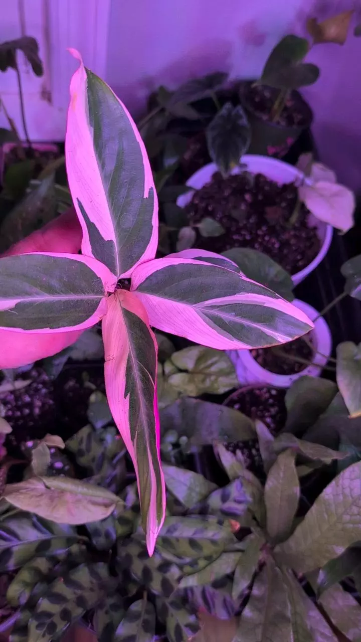 plant/Stromanthe sanguinea 'Triostar'-0