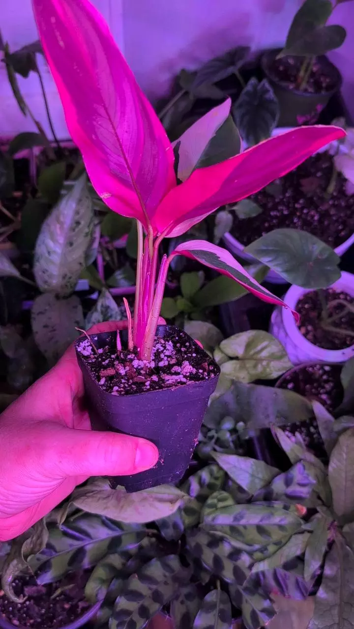 plant/Stromanthe sanguinea 'Triostar'-1