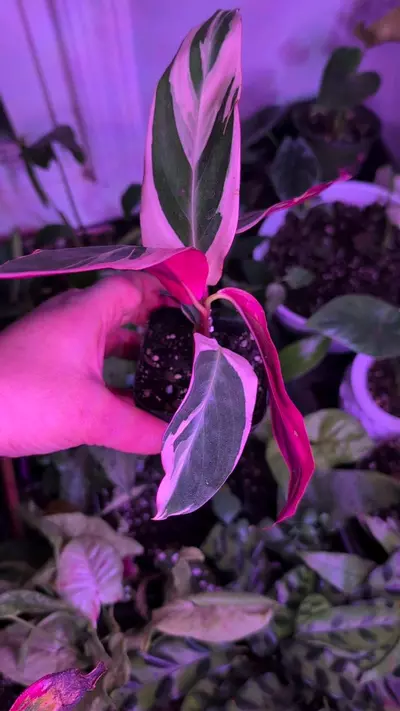 plant/Stromanthe sanguinea 'Triostar'-0-thumbnail