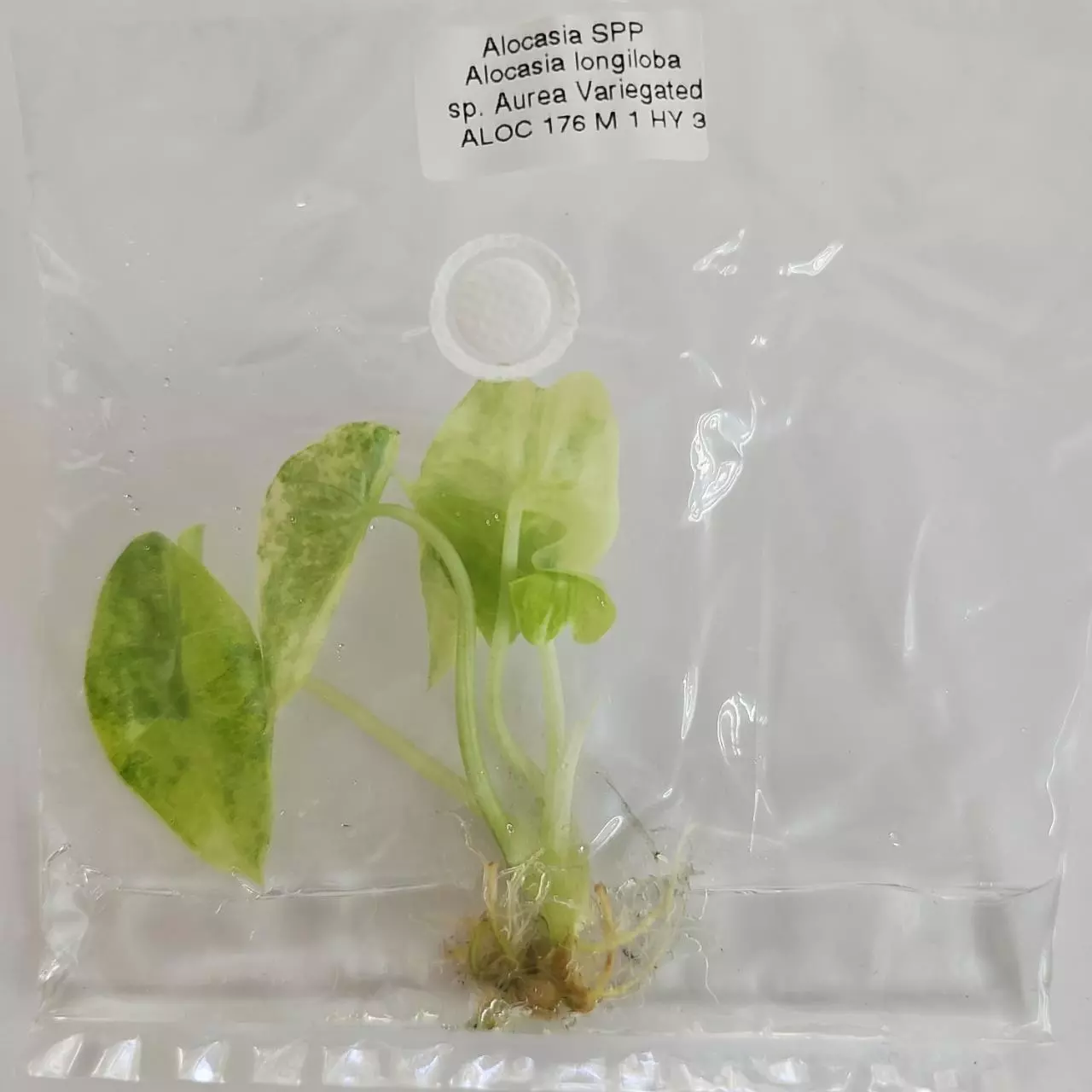 plant/Alocasia Longiloba Aurea Variegated tissue culture 2DayAir-1