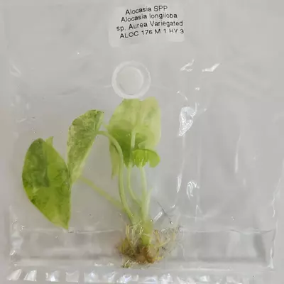 plant/Alocasia Longiloba Aurea Variegated tissue culture 2DayAir-1-thumbnail