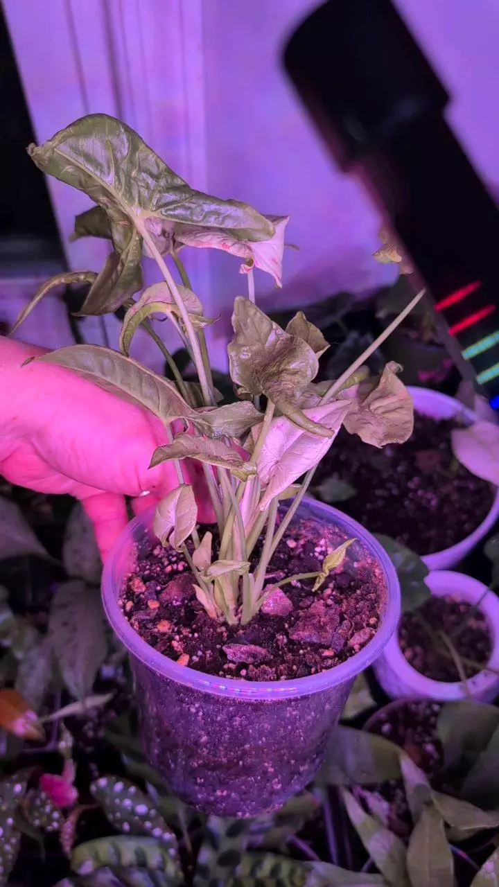 plant/Syngonium Milk Confetti-1