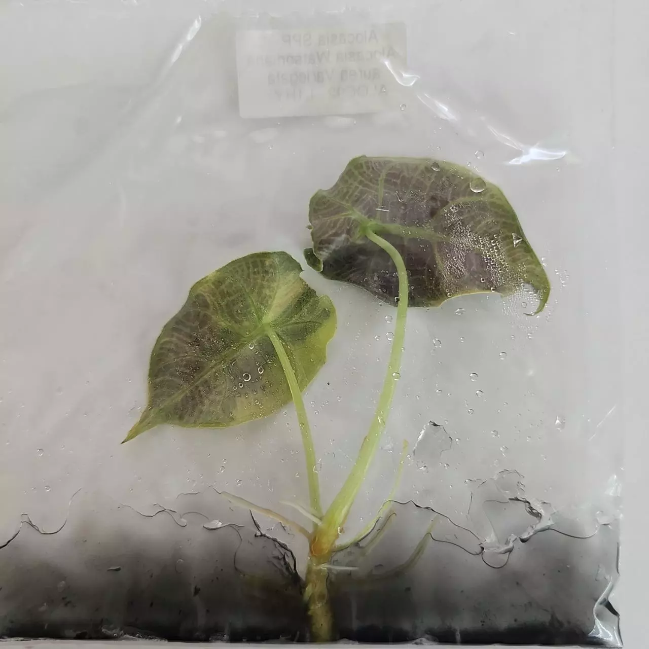 plant/Alocasia Watsoniana Aurea variegated tissue culture 2DayAir-0
