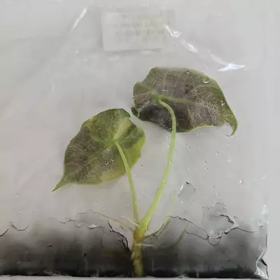 plant/Alocasia Watsoniana Aurea variegated tissue culture 2DayAir-0-thumbnail