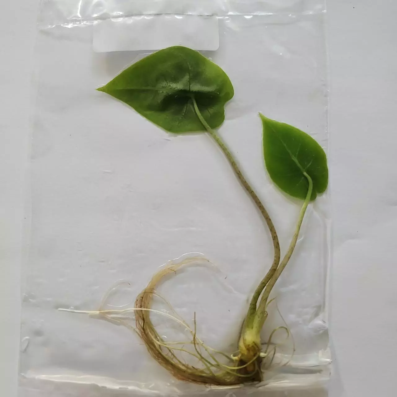 plant/Alocasia Longiloba Black Satun Pink Bone tissue culture 2DayAir-0