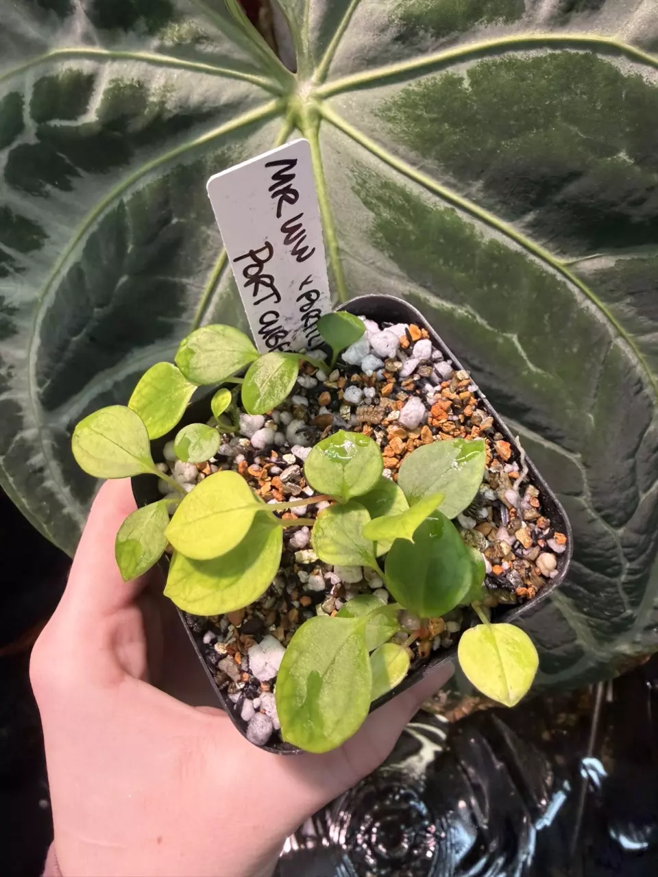 plant/Mr.Worldwide x Portilioi-2