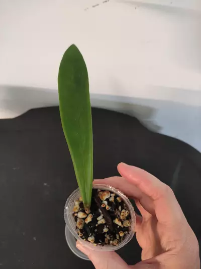 plant/Hoya Revolubilis-1-thumbnail