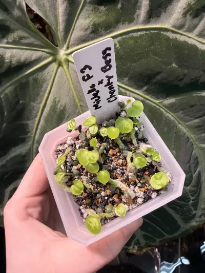 plant/Michelle F4 X Chunky Bess-2-thumbnail