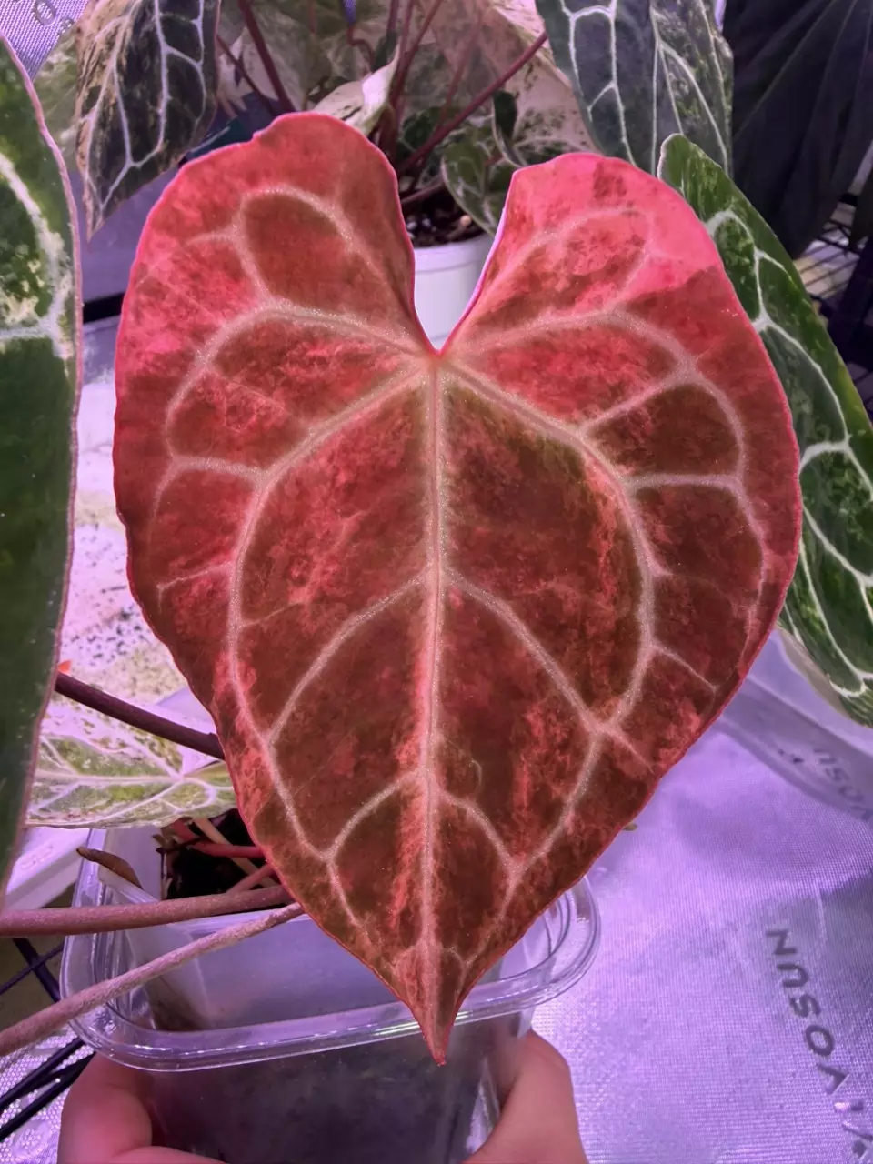 plant/ANTHURIUM PLATINUM ALBO  CRYSTAL-2