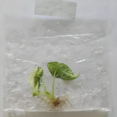 plant/Alocasia Polly Snowflake Pink variegated tissue culture 2DayAir-0-thumbnail