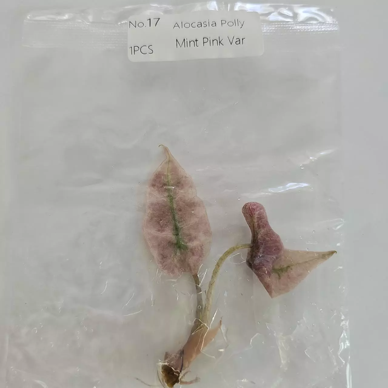 plant/Alocasia Polly Mint Pink variegated tissue culture 2DayAir-1