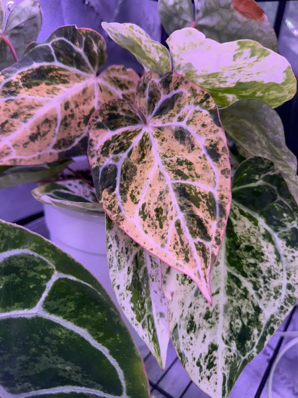 plant/ANTHURIUM PLATINUM ALBO  CRYSTAL-1