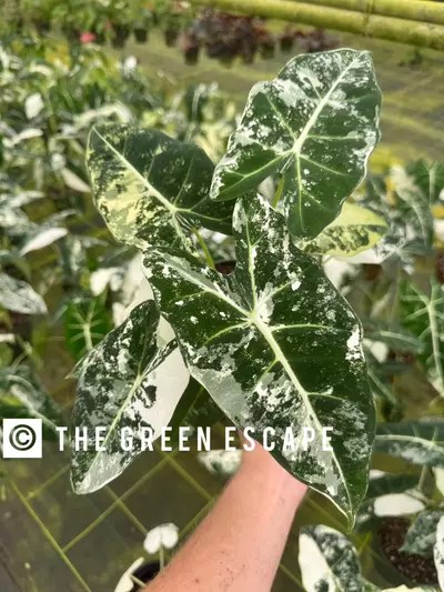 plant/alocasia var frydek 1 pack TC growers choice-0-thumbnail