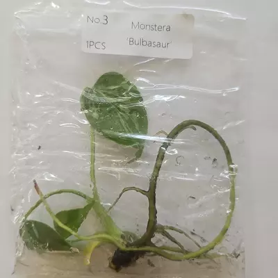 plant/Monstera Deliciosa Bulbasaur variegated tissue culture 2DayAir-1-thumbnail