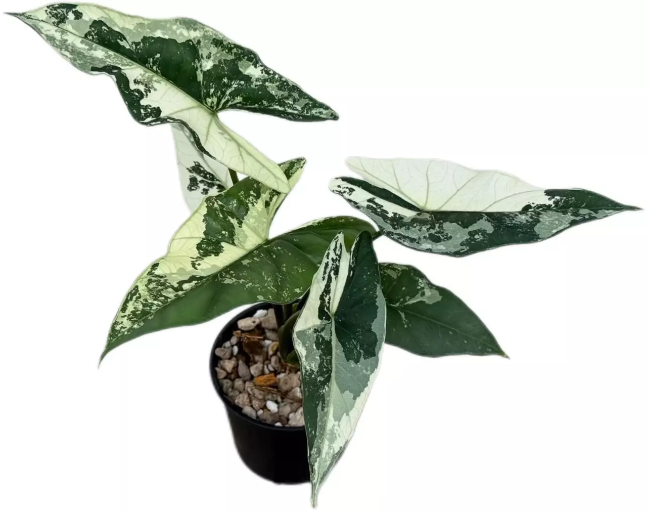 plant/alocasia simpo Albo 1 pack TC growers choice-0