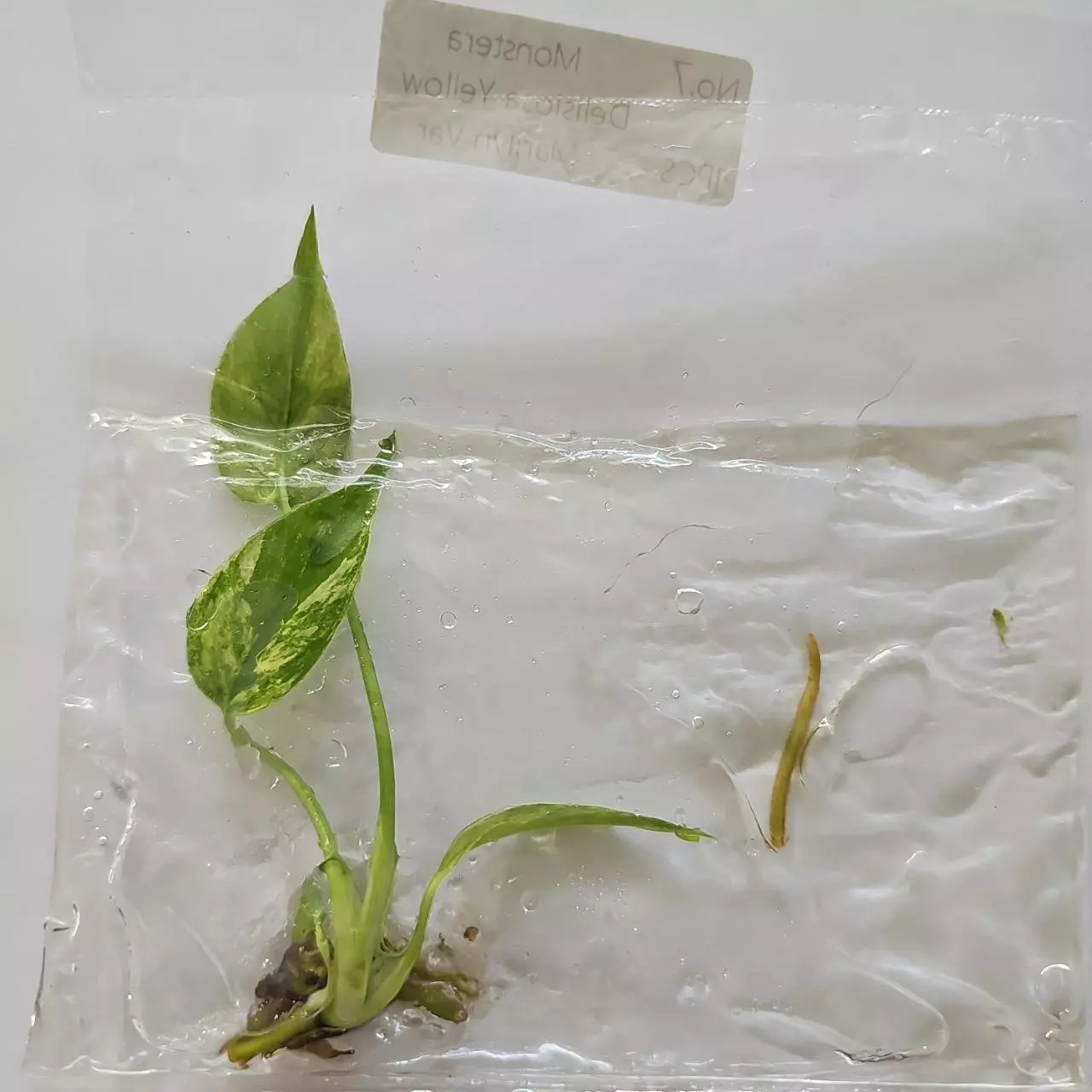 plant/Monstera Deliciosa Marilyn variegated tissue culture 2DayAir-0