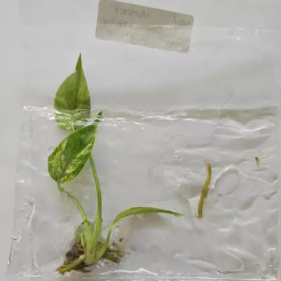 plant/Monstera Deliciosa Marilyn variegated tissue culture 2DayAir-0-thumbnail