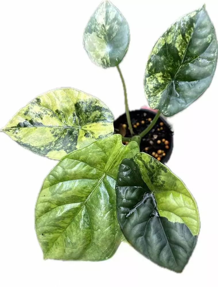 plant/alo sinuata “quilted dream” aurea 1 pack TC growers choice-0