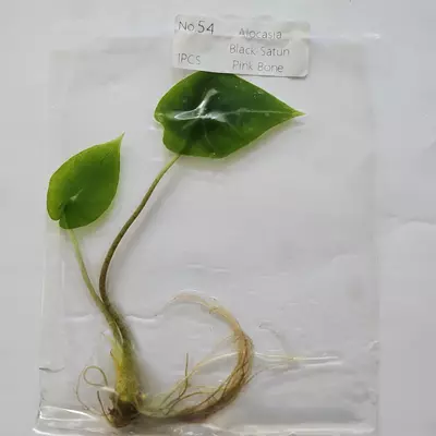 plant/Alocasia Longiloba Black Satun Pink Bone tissue culture 2DayAir-1-thumbnail