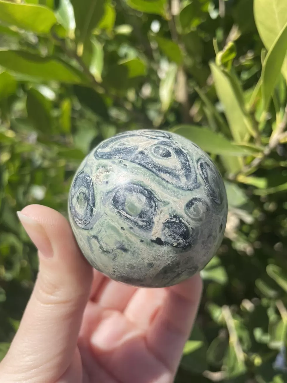 plant/Kambaba Jasper-0